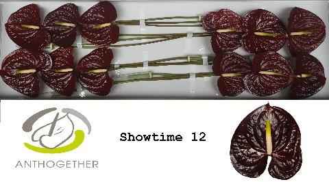Срезанные цветы оптом Anthurium showtime от 12шт из Голландии с доставкой по России