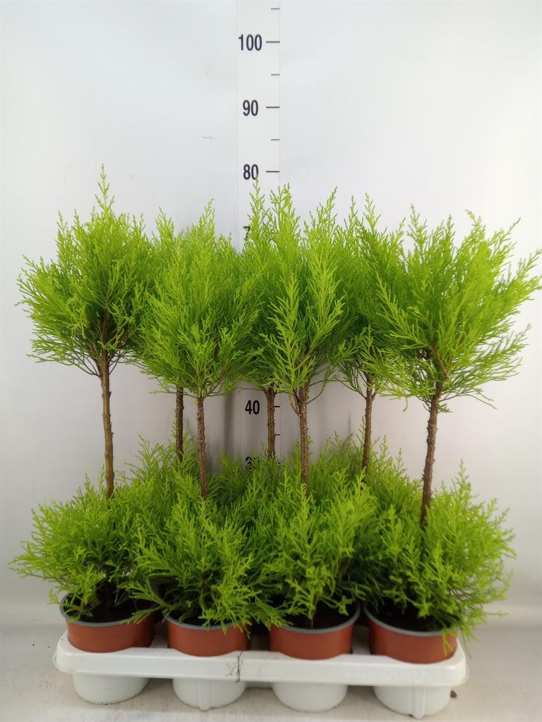 Горшечные цветы и растения оптом Cupressus Goldcrest Wilma от 7шт из Голландии с доставкой по России