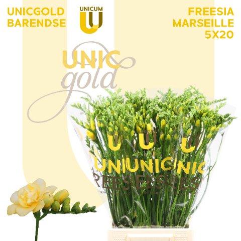 Срезанные цветы оптом Freesia do marseille от 50шт. из Голландии с доставкой по России