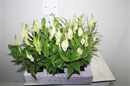 Горшечные цветы и растения оптом Spath Waterfresh Mini от 12шт (для телеги) из Голландии с доставкой по России