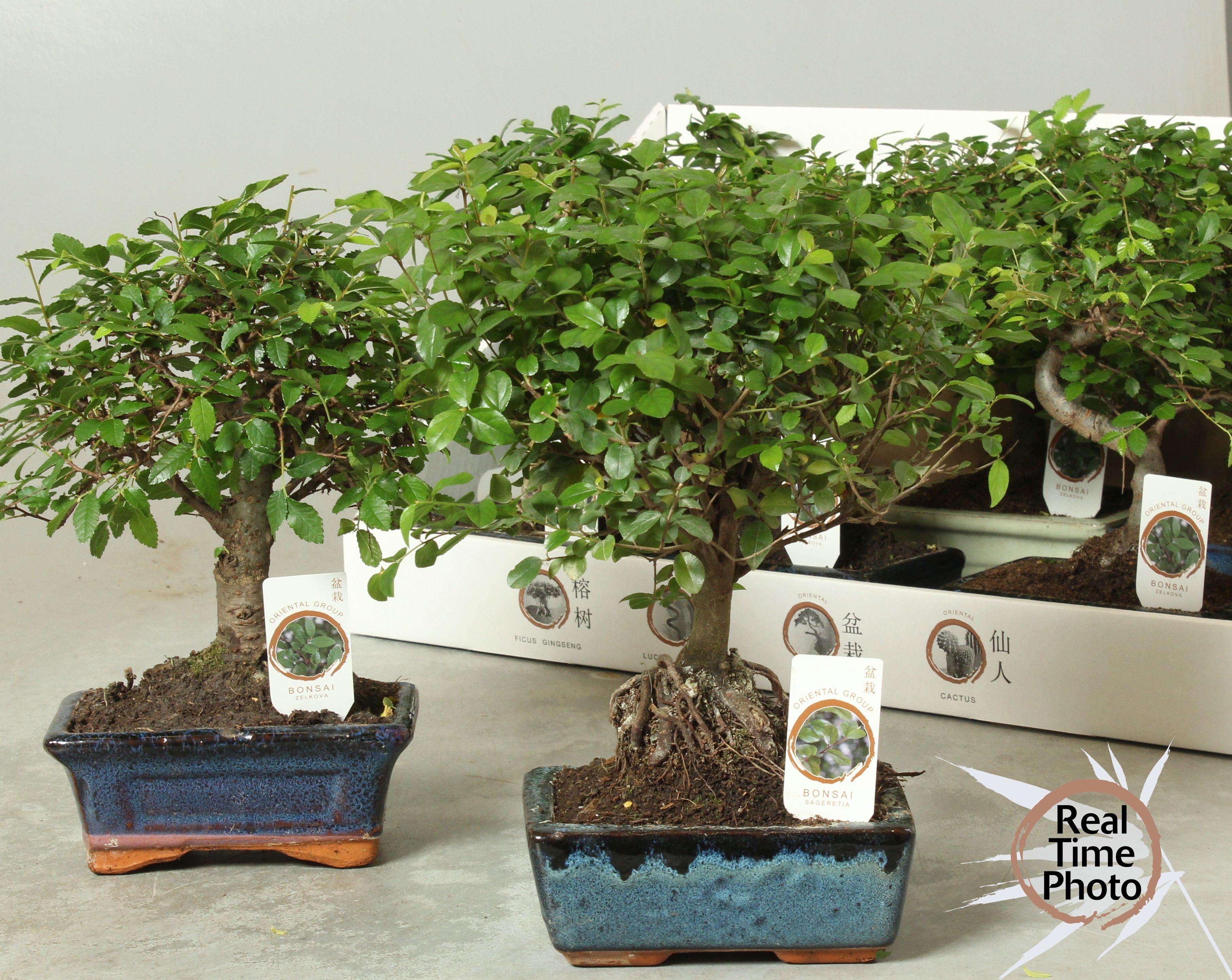 Горшечные цветы и растения оптом Bonsai Gem от 8шт из Голландии с доставкой по России