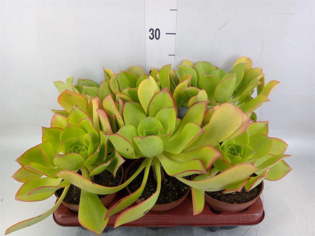 Горшечные цветы и растения оптом Aeonium   ... от 6шт из Голландии с доставкой по России