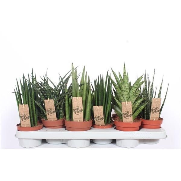 Горшечные цветы и растения оптом Sansevieria Luxe Mix от 12шт из Голландии с доставкой по России