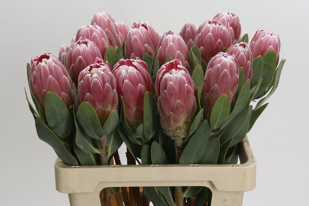 Срезанные цветы оптом Protea penny pink от 20шт из Голландии с доставкой по России
