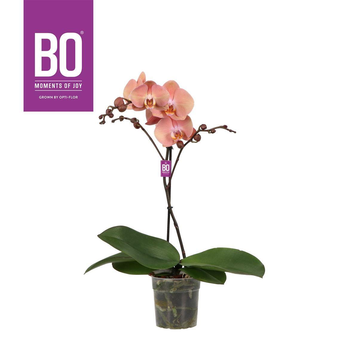 Горшечные цветы и растения оптом Phal 1st Suki (opti) от 6шт из Голландии с доставкой по России