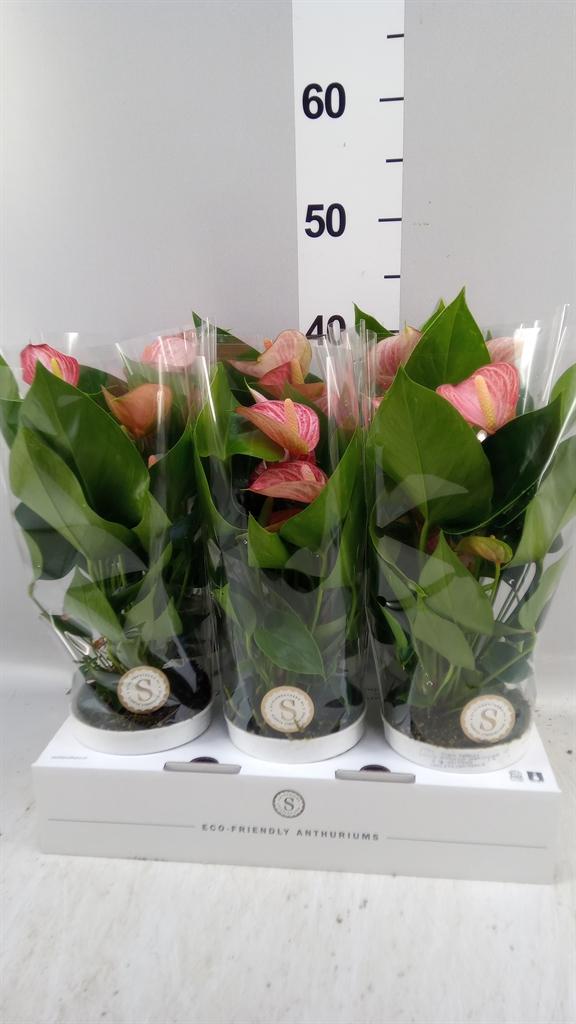 Горшечные цветы и растения оптом Anthurium Andr. livium Brillante от 6шт из Голландии с доставкой по России