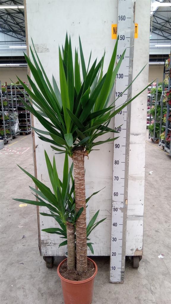 Горшечные цветы и растения оптом Yucca   ... от 1шт из Голландии с доставкой по России