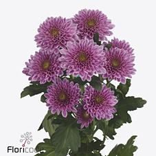 Срезанные цветы оптом Chrys sp fabienne от 20шт из Голландии с доставкой по России