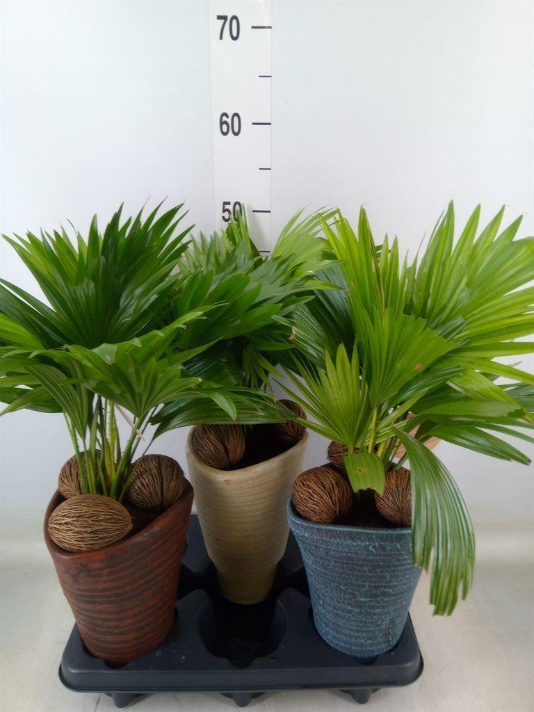 Горшечные цветы и растения оптом Livistona Rotundifolia от 3шт из Голландии с доставкой по России