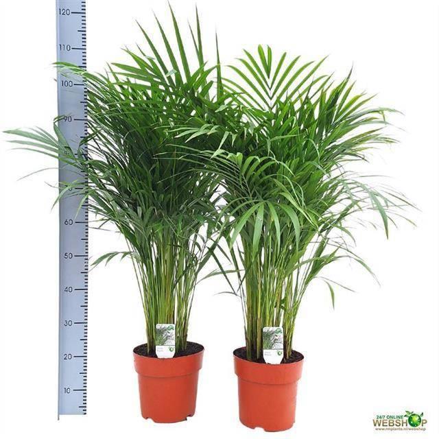 Горшечные цветы и растения оптом Dypsis Lutescens от 1шт из Голландии с доставкой по России