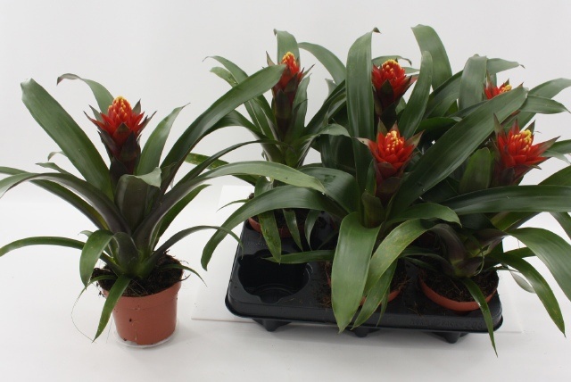 Горшечные цветы и растения оптом Guzm Punta от 6шт из Голландии с доставкой по России