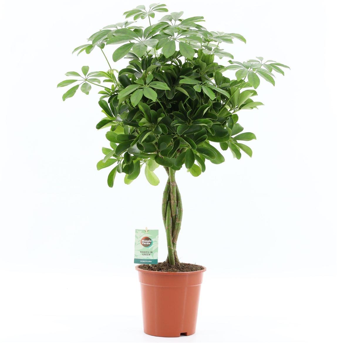 Горшечные цветы и растения оптом Schefflera Nora Twisted Stem от 1шт из Голландии с доставкой по России