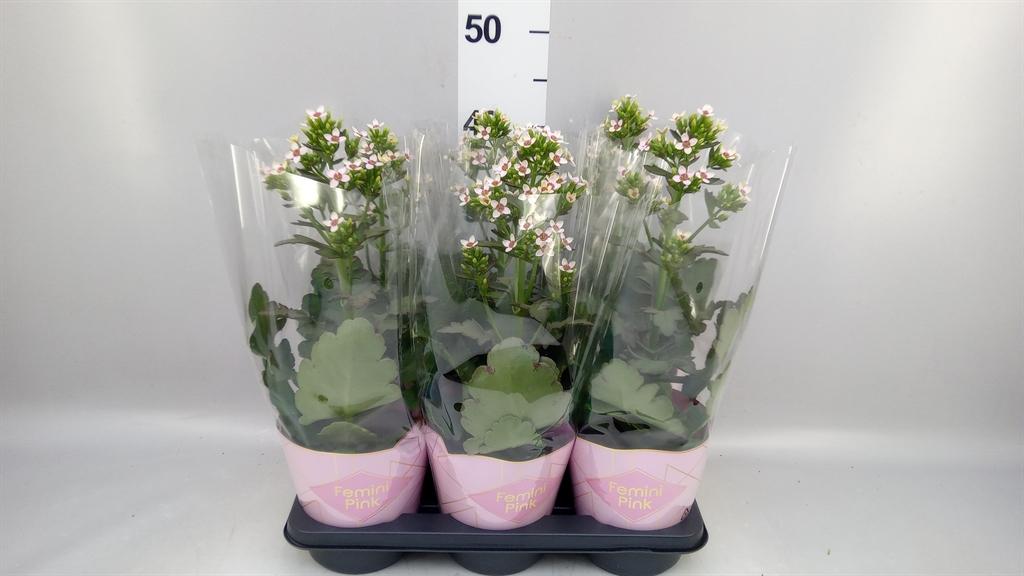 Горшечные цветы и растения оптом Kalanchoe Blos. feminine Pink от 6шт из Голландии с доставкой по России