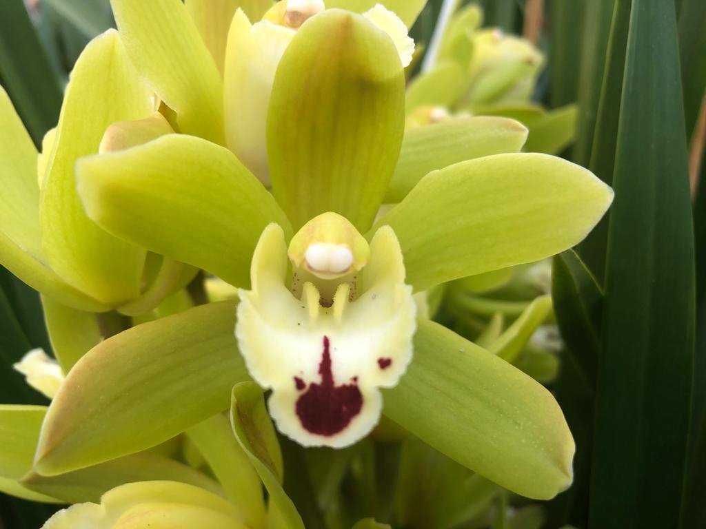 Срезанные цветы оптом Minicymbidium king flor от 15шт из Голландии с доставкой по России