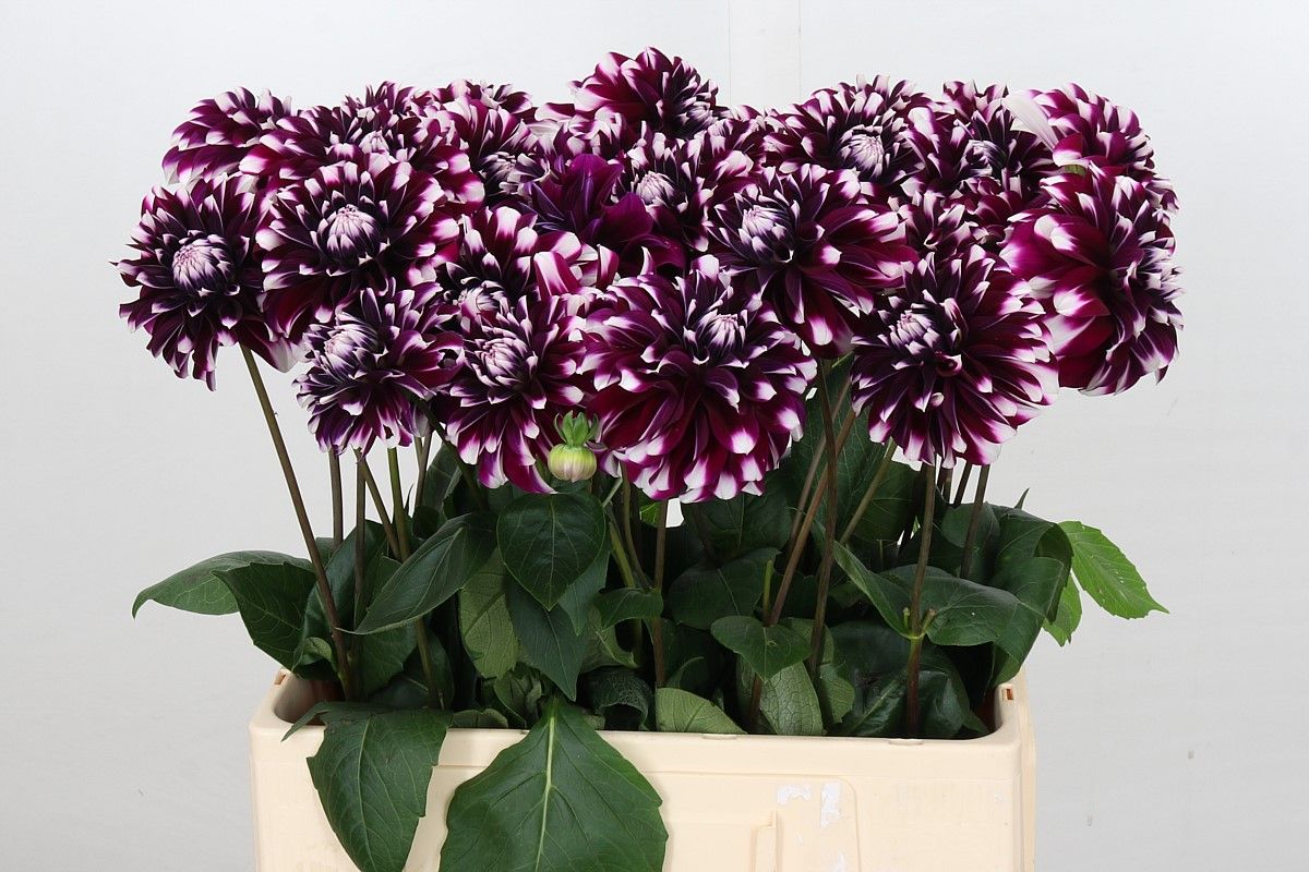 Срезанные цветы оптом Dahlia purple star от 50шт из Голландии с доставкой по России