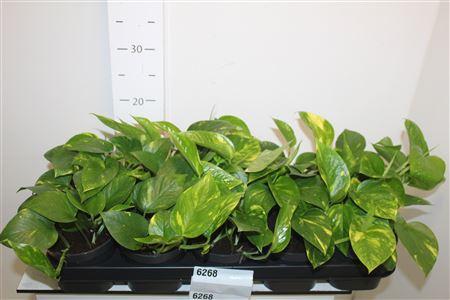 Горшечные цветы и растения оптом Epipremnum Aureum A от 10шт из Голландии с доставкой по России