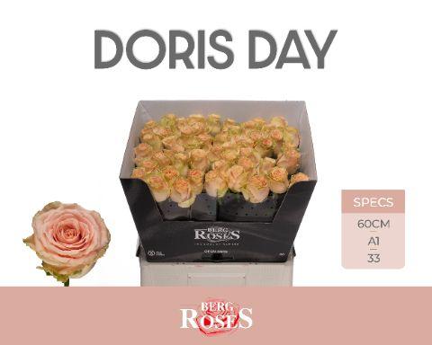 Срезанные цветы оптом Rosa large doris day от 50шт из Голландии с доставкой по России