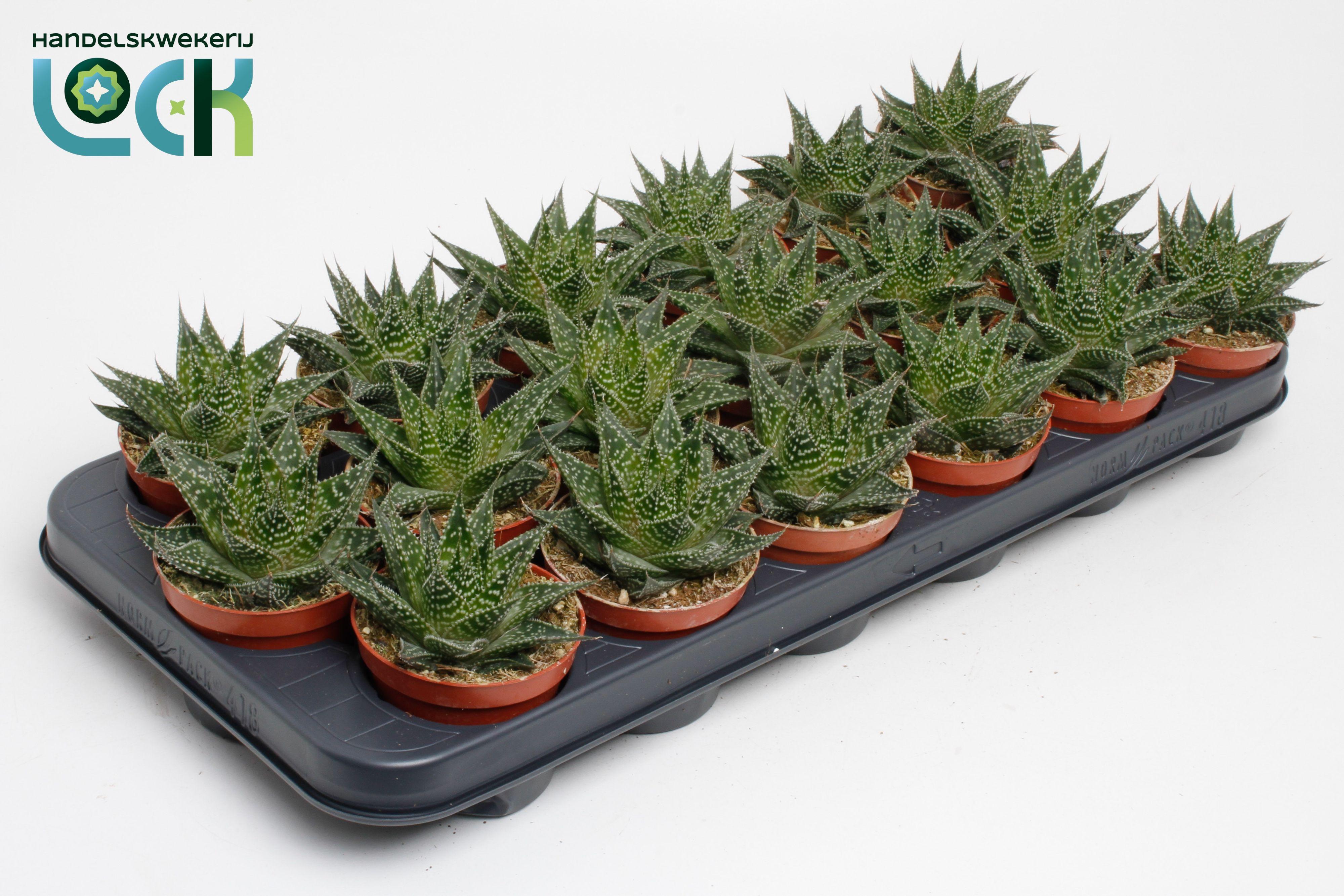 Горшечные цветы и растения оптом Aloe Aristata Special от 12шт (для телеги) из Голландии с доставкой по России