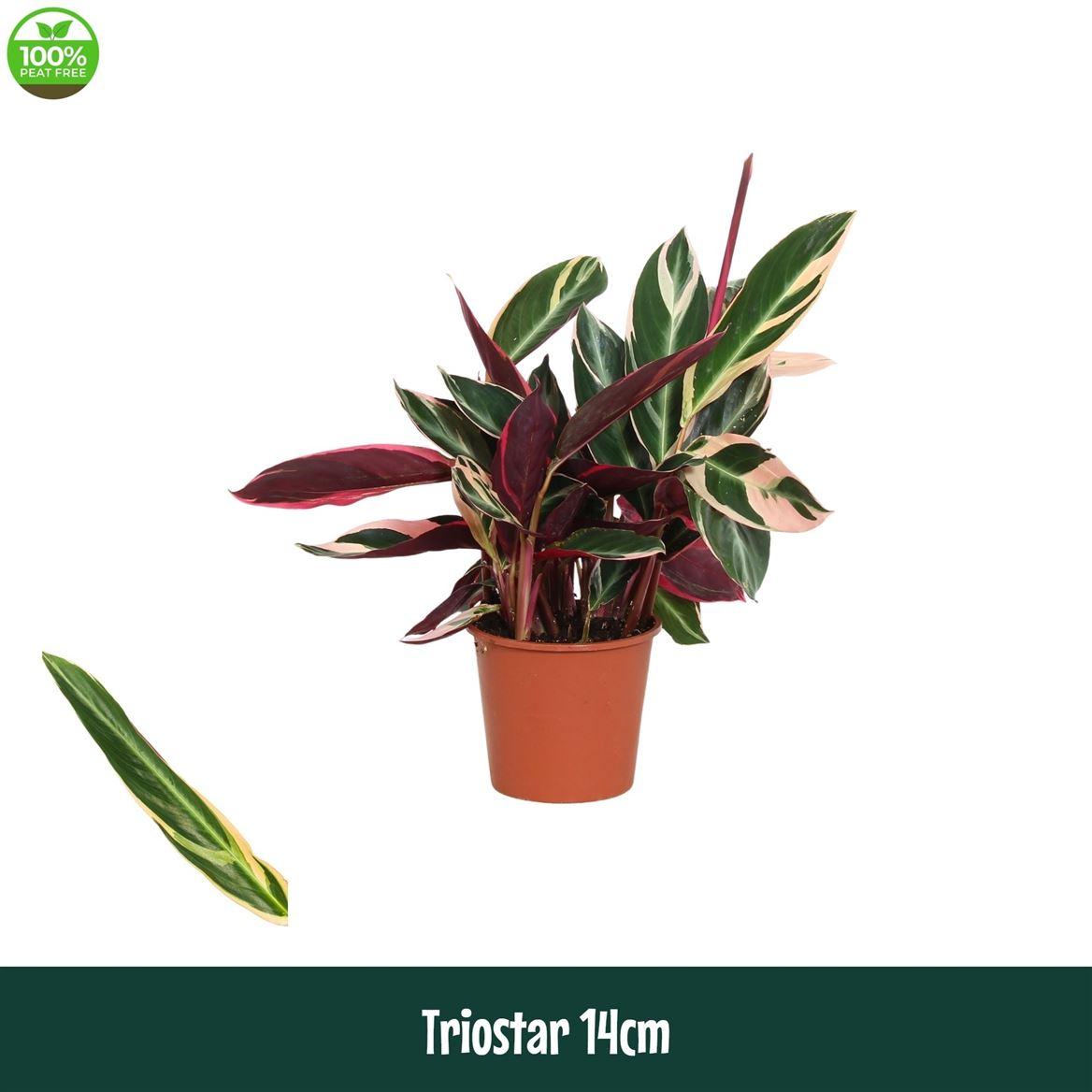 Горшечные цветы и растения оптом Calathea Triostar от 8шт из Голландии с доставкой по России