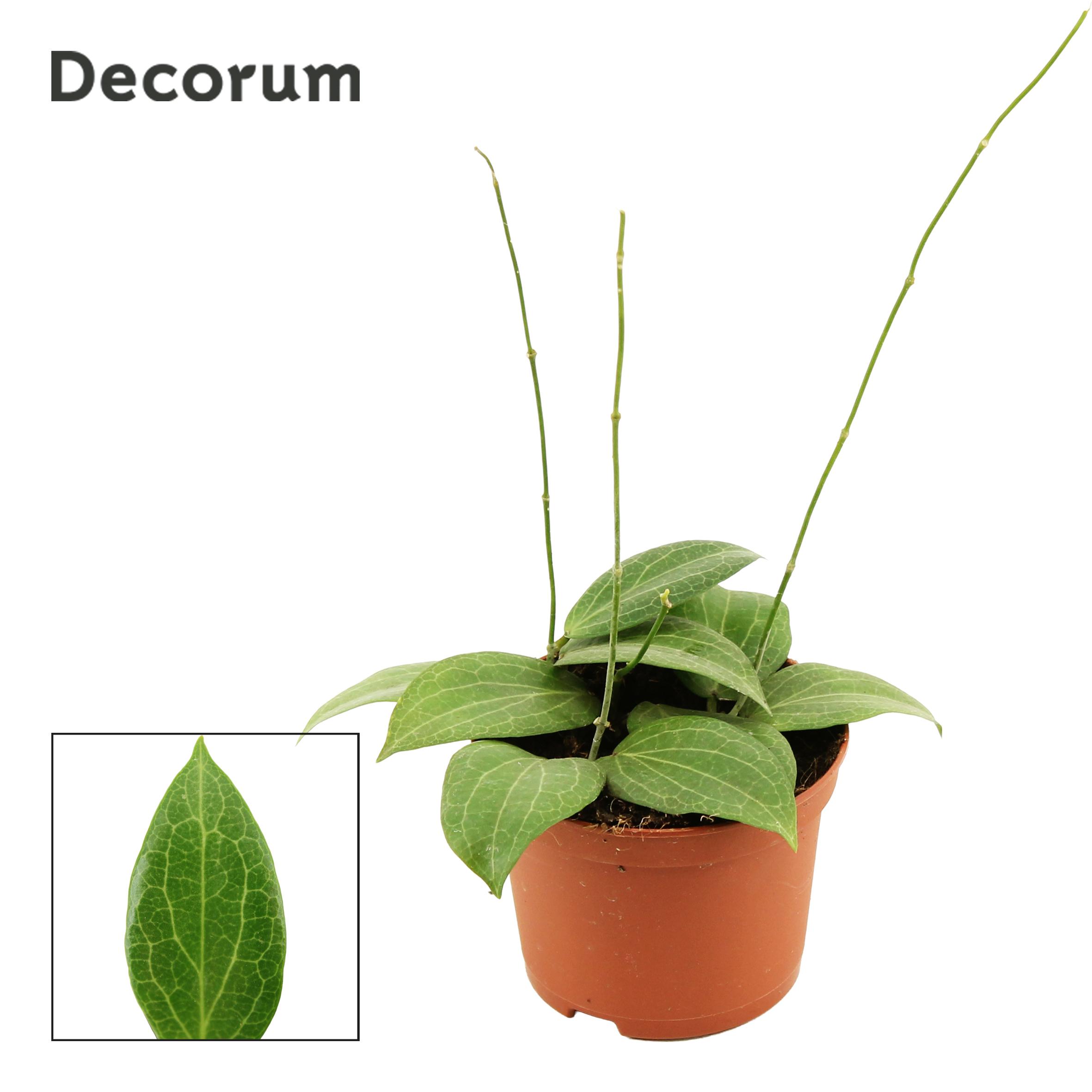 Горшечные цветы и растения оптом Hoya 9 Cm Fitchii (decorum) от 18шт (для телеги) из Голландии с доставкой по России