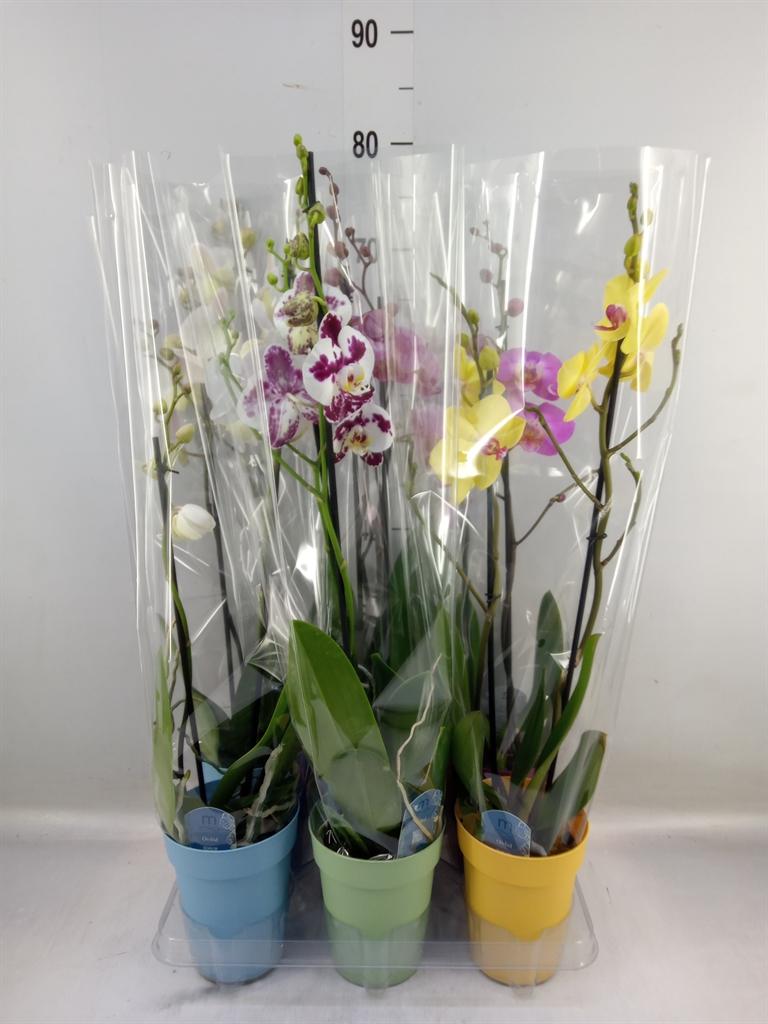Горшечные цветы и растения оптом Phalaenopsis   ...mix  5 от 6шт из Голландии с доставкой по России
