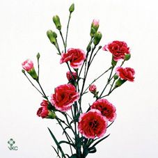 Срезанные цветы оптом Dianthus sp royal tessino от 100шт из Голландии с доставкой по России