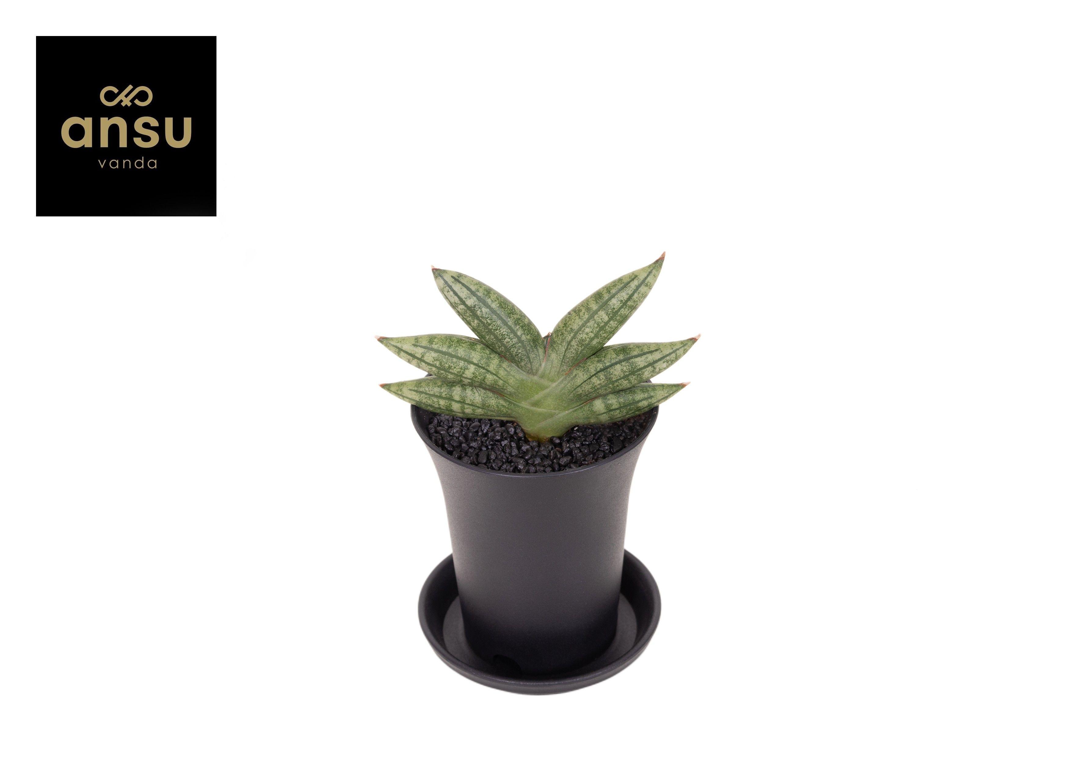 Горшечные цветы и растения оптом Sansevieria Inti No. 1 In Sierpot от 9шт (для телеги) из Голландии с доставкой по России