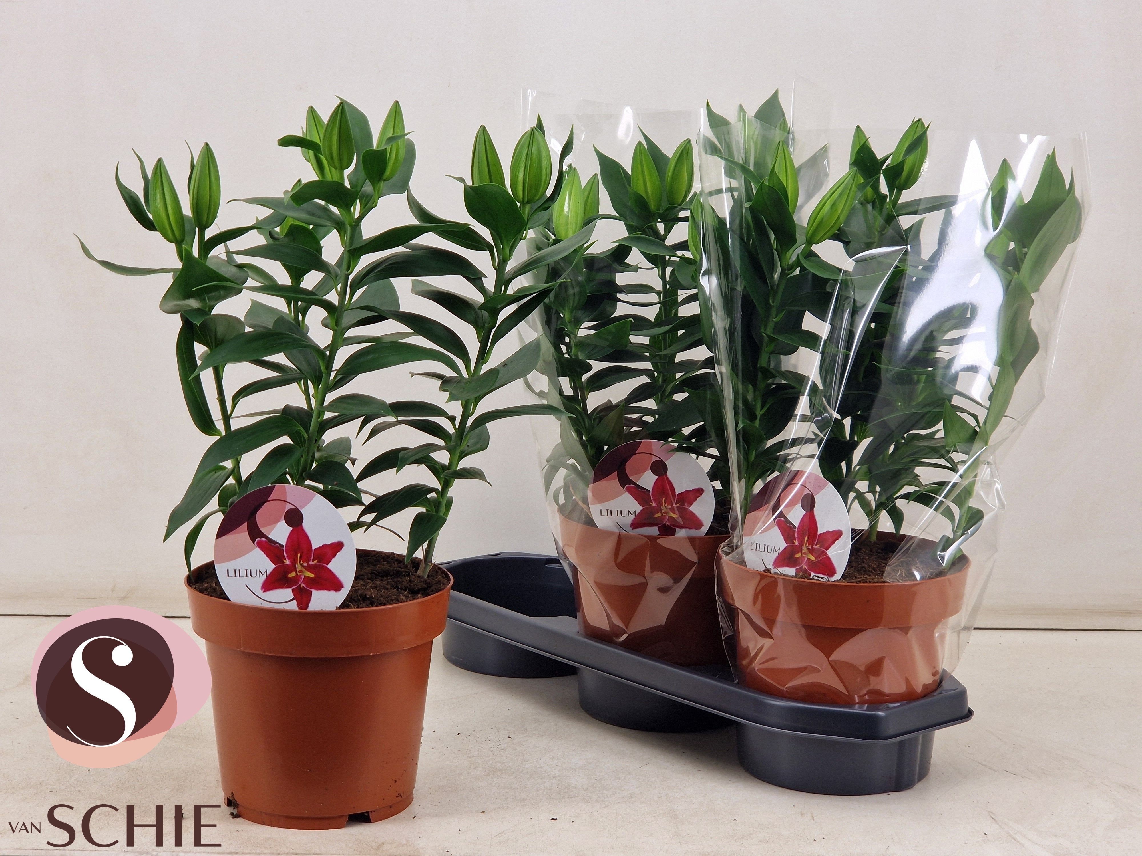 Горшечные цветы и растения оптом Lil Or Magny Cours от 3шт из Голландии с доставкой по России