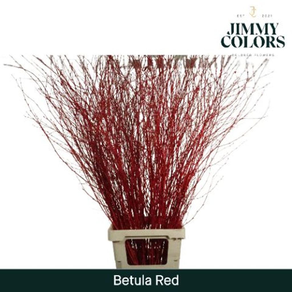 Срезанные цветы оптом Betula paint red от 10шт. из Голландии с доставкой по России