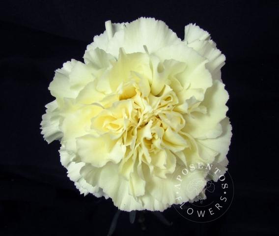 Срезанные цветы оптом Dianthus st rodas creme от 80шт из Голландии с доставкой по России