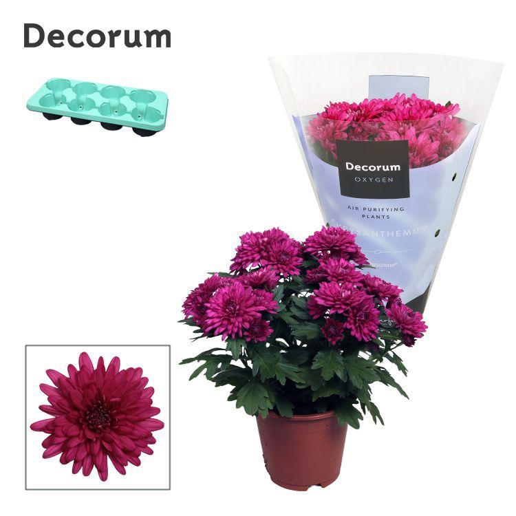 Горшечные цветы и растения оптом Chrys Grandezza Purple (decorum) от 8шт из Голландии с доставкой по России