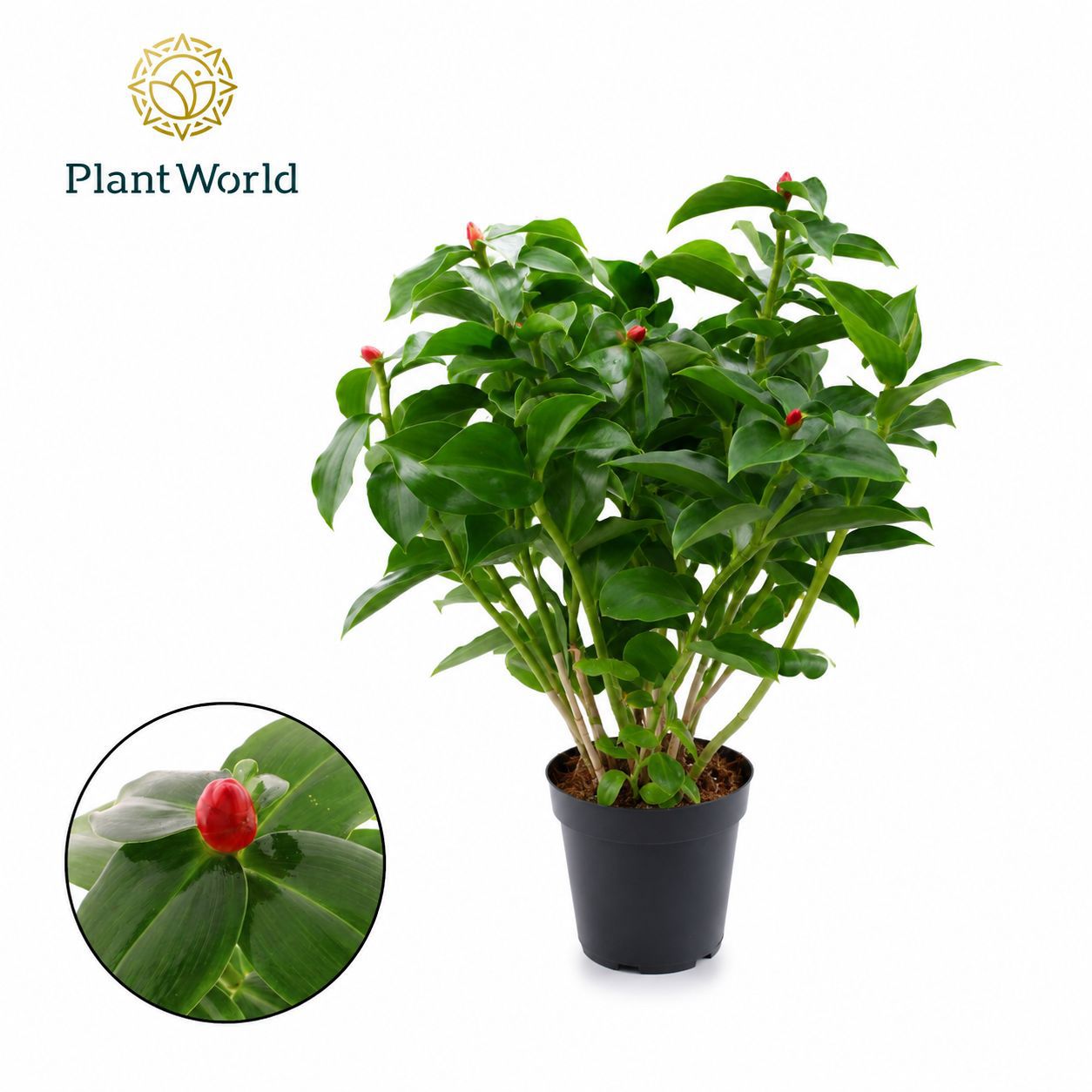 Горшечные цветы и растения оптом Costus Woodsonii от 8шт из Голландии с доставкой по России