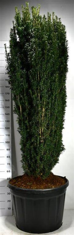 Горшечные цветы и растения оптом Taxus B. pirat от 1шт из Голландии с доставкой по России