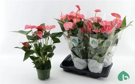 Горшечные цветы и растения оптом Anthu An Maine 6+ от 6шт из Голландии с доставкой по России