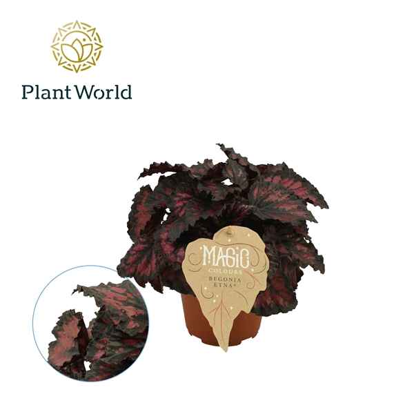 Горшечные цветы и растения оптом Begonia Rex Etna от 6шт из Голландии с доставкой по России