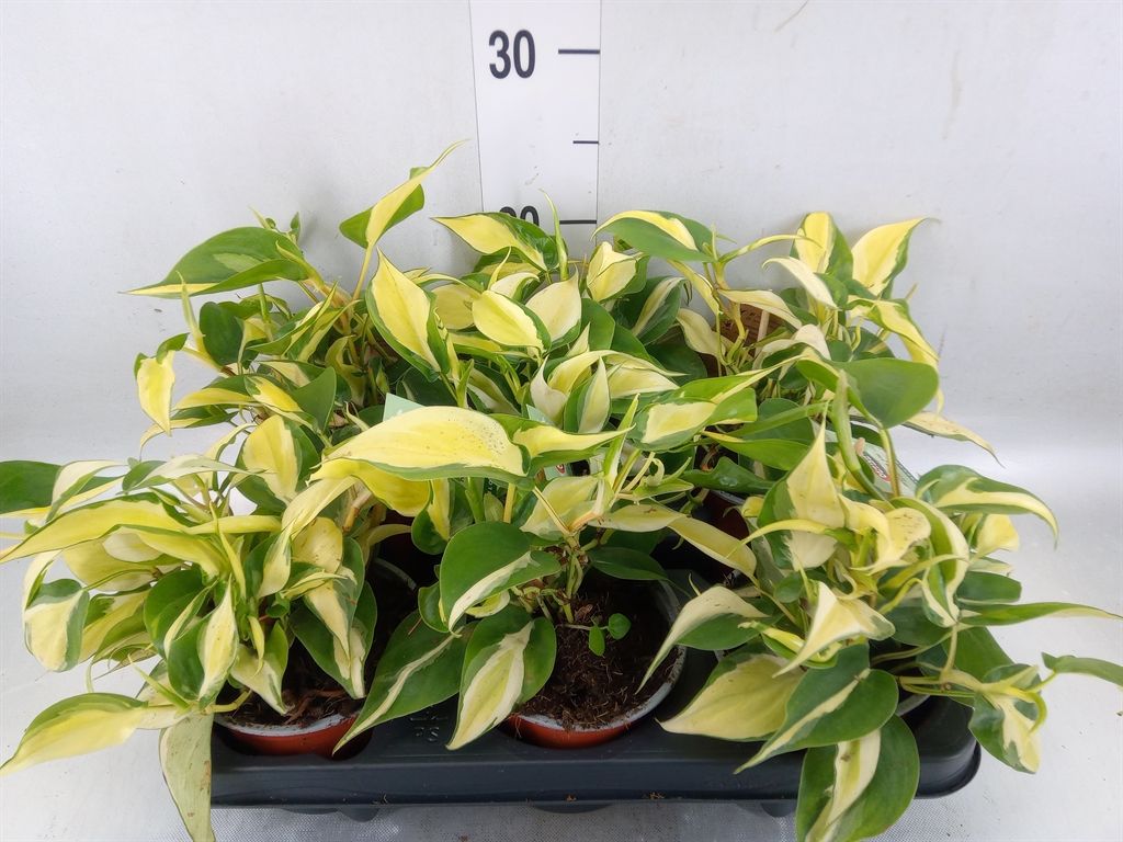 Горшечные цветы и растения оптом Philodendron Scand. от 6шт из Голландии с доставкой по России