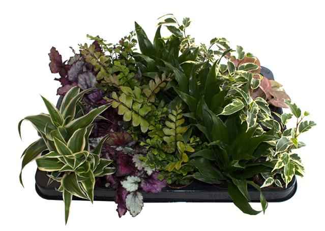 Горшечные цветы и растения оптом Kamerplanten Mix Mini от 20шт из Голландии с доставкой по России