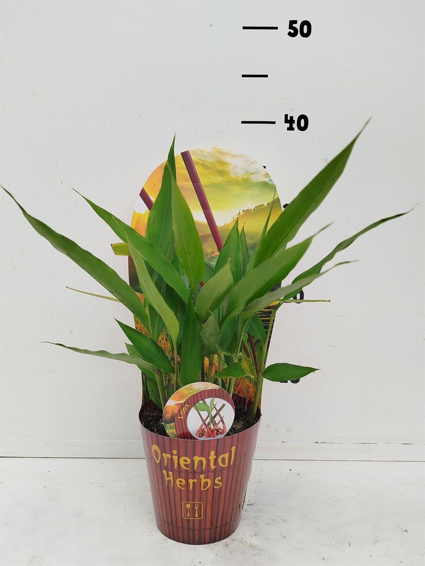 Горшечные цветы и растения оптом Tuinkruiden   ...mix от 10шт из Голландии с доставкой по России