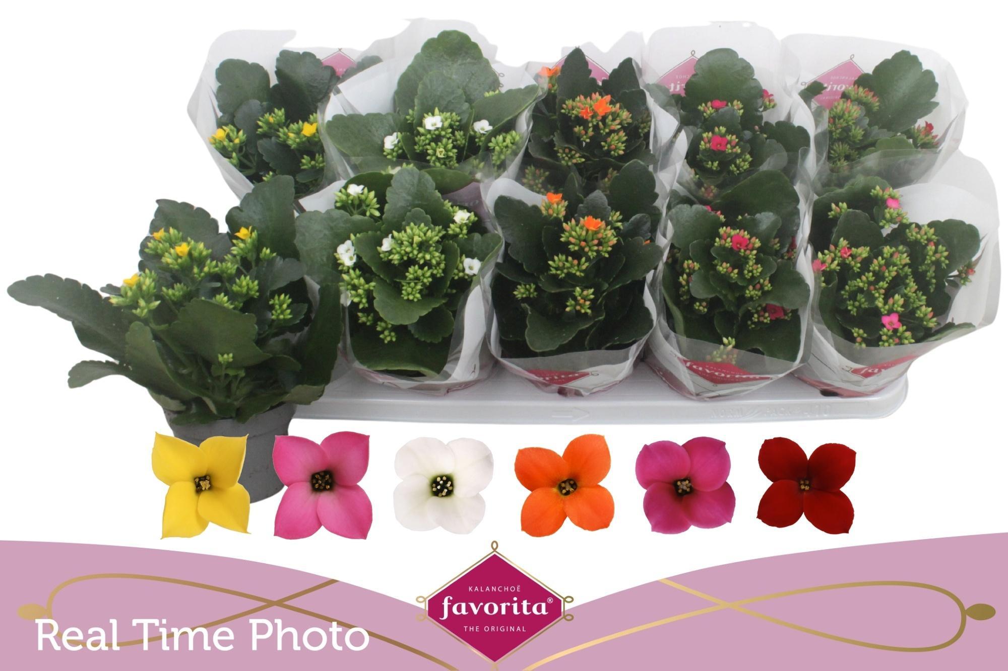 Горшечные цветы и растения оптом Kalanchoe Mix от 10шт из Голландии с доставкой по России
