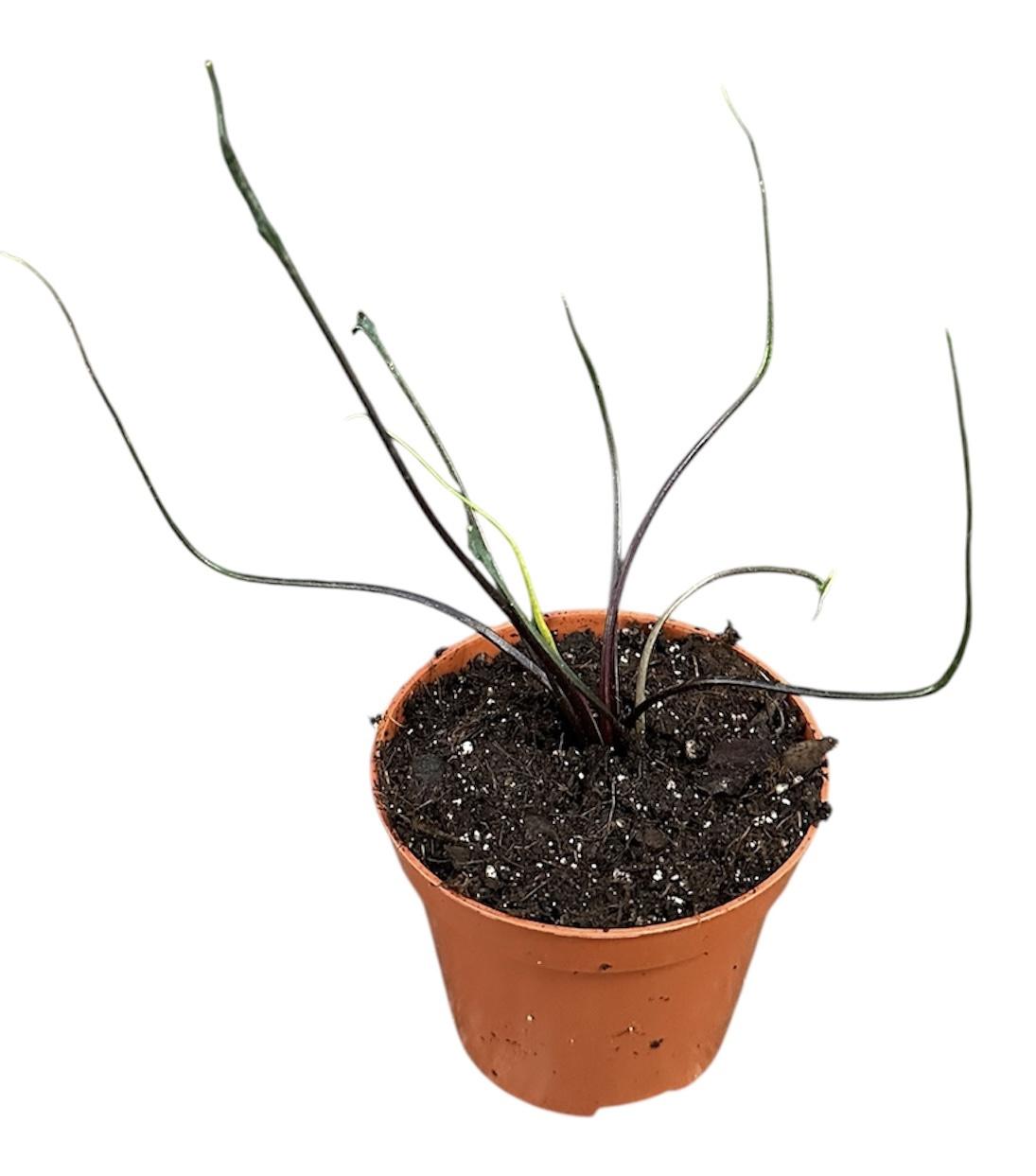 Горшечные цветы и растения оптом Alocasia Flying Squid от 1шт (для телеги) из Голландии с доставкой по России