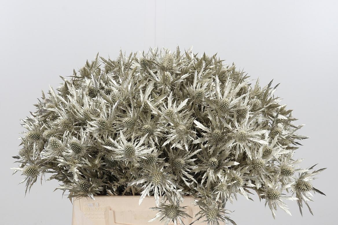 Срезанные цветы оптом Eryngium orion paint platinum от 60шт из Голландии с доставкой по России Срезанные цветы оптом Eryngium orion paint platinum от 60шт из Голландии с доставкой по России
