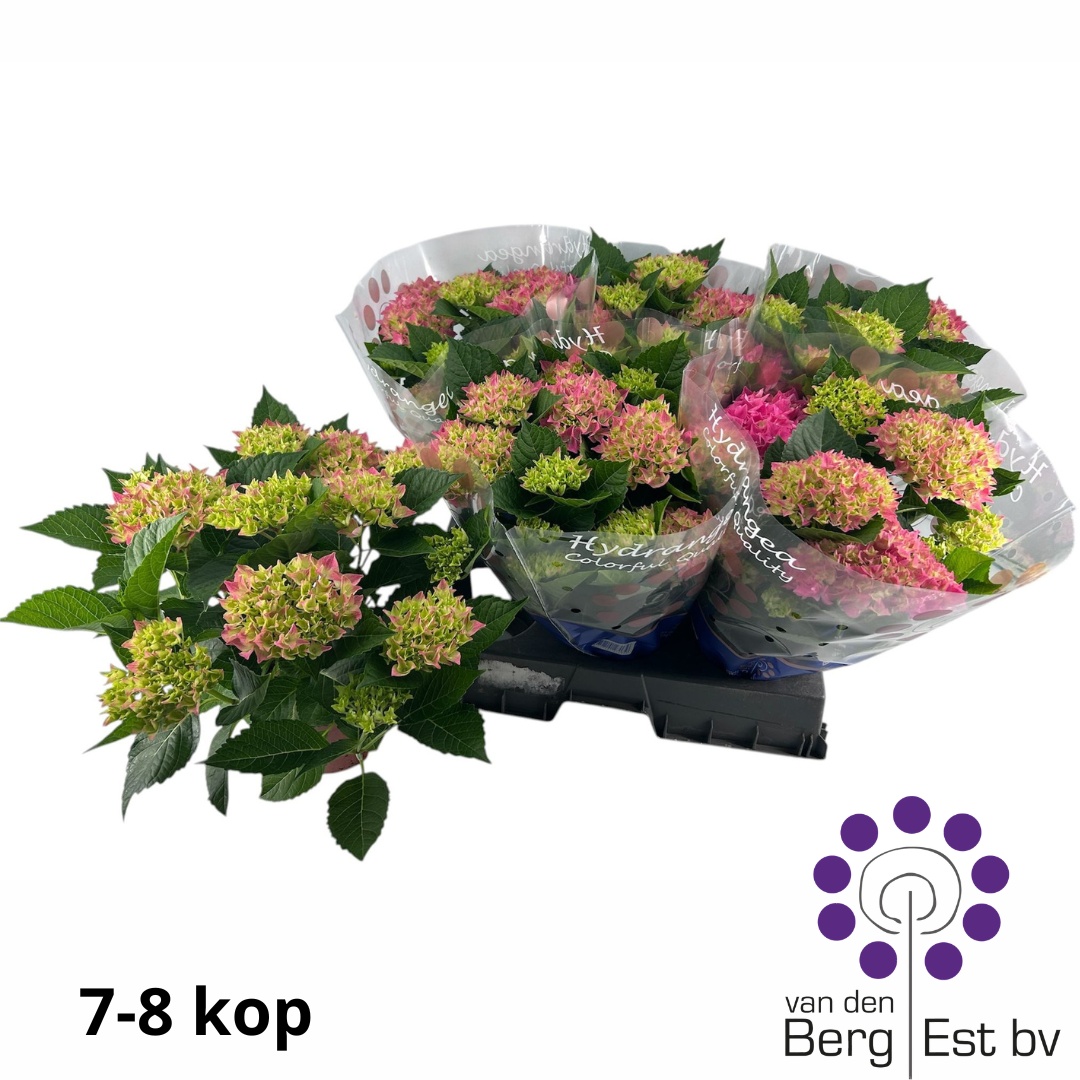 Горшечные цветы и растения оптом Hydr M Hi Ocean от 6шт из Голландии с доставкой по России