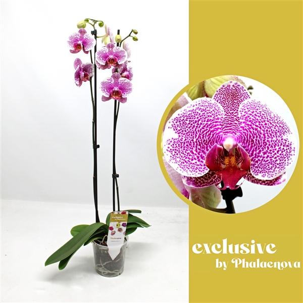 Горшечные цветы и растения оптом Phal 2st Golden Poeker Leopard 14+ (phalaenova) от 10шт из Голландии с доставкой по России