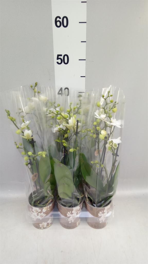 Горшечные цветы и растения оптом Phalaenopsis Multi. ant Zurich от 6шт (для телеги) из Голландии с доставкой по России