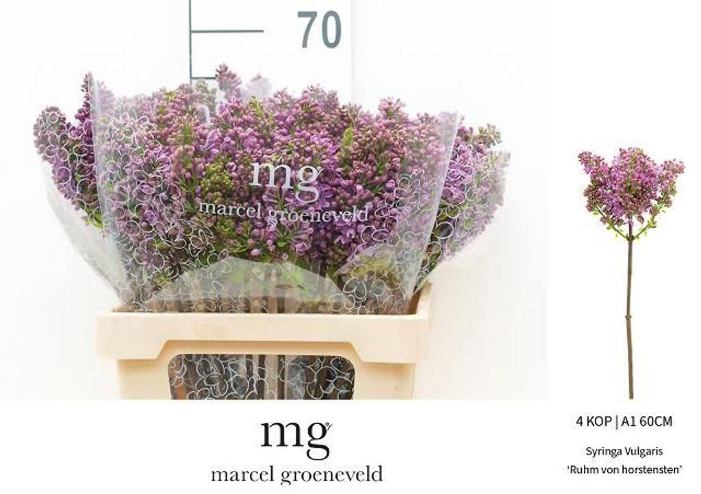 Срезанные цветы оптом Syringa ruhm von horstenstein от 30шт из Голландии с доставкой по России
