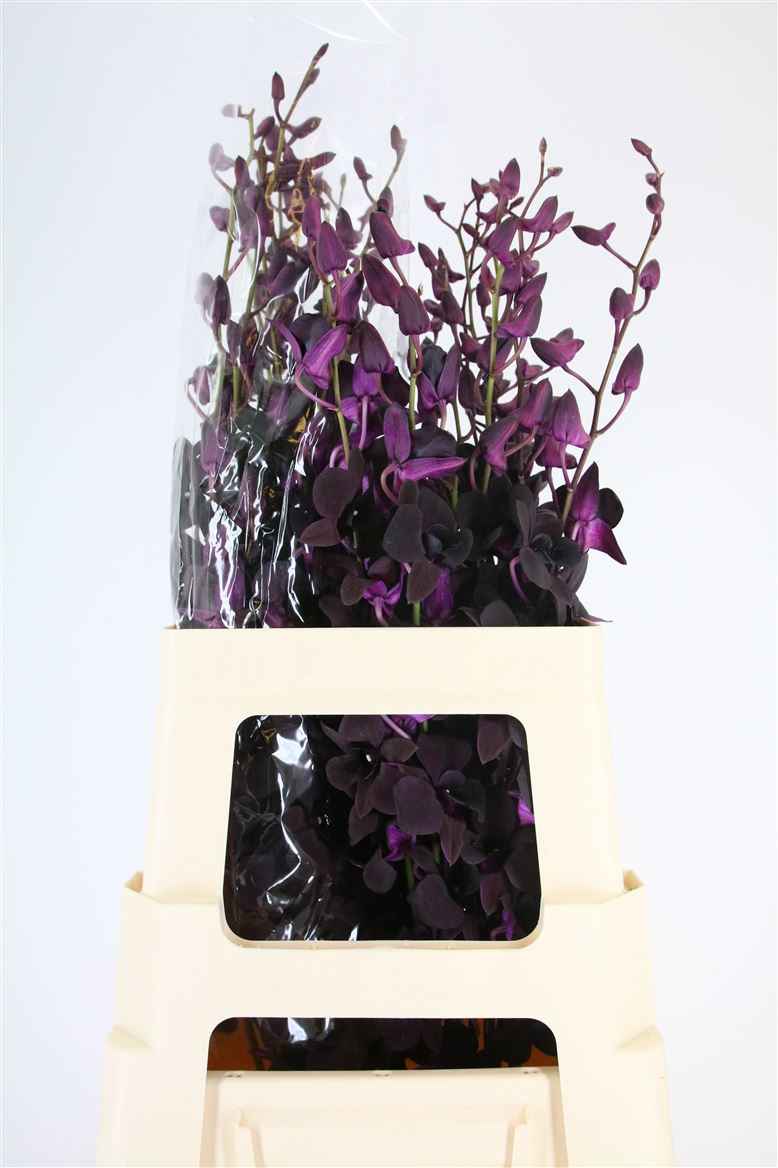 Срезанные цветы оптом Dendrobium black beauty от 20шт из Голландии с доставкой по России