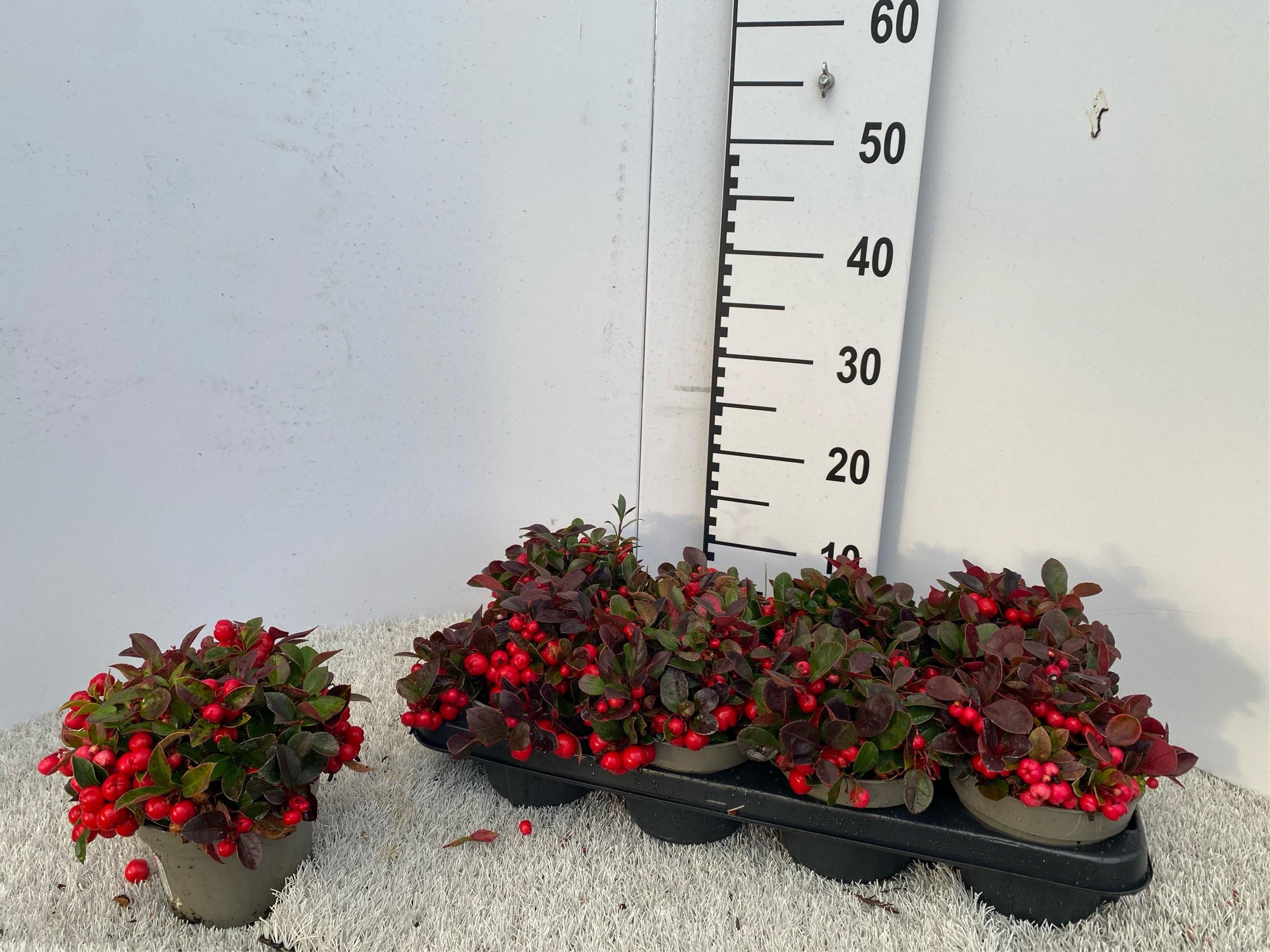 Горшечные цветы и растения оптом Gaulth Procumbens от 8шт из Голландии с доставкой по России