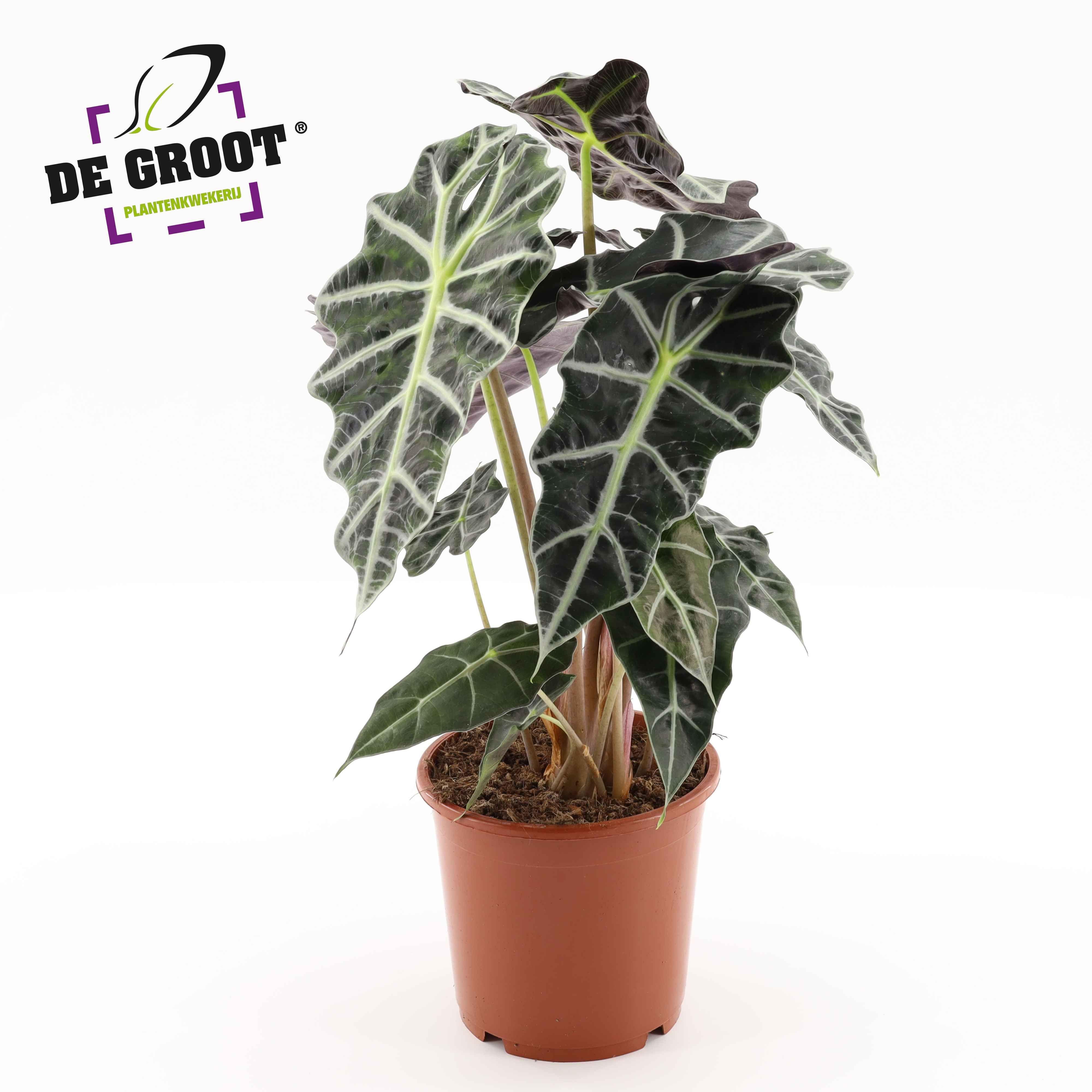 Горшечные цветы и растения оптом Alocasia Polly от 6шт (для телеги) из Голландии с доставкой по России
