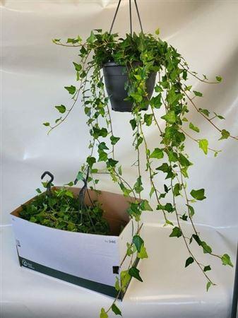 Горшечные цветы и растения оптом Hed He Wilco 90cm Rank от 4шт из Голландии с доставкой по России