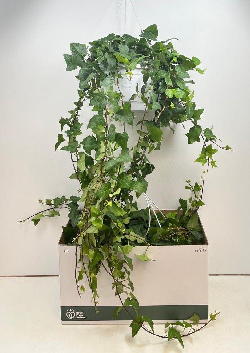 Горшечные цветы и растения оптом Hed He Mein Herz от 2шт из Голландии с доставкой по России